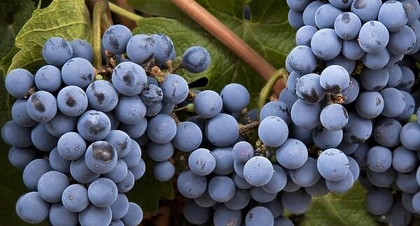 South America, Argentina, Mendoza. Purple grapes on the vine