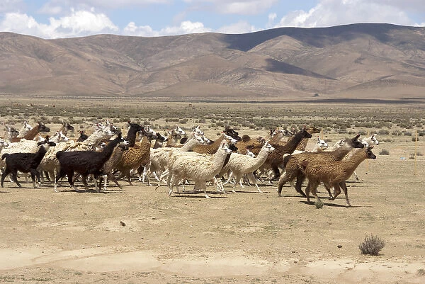 South America, Argentina, Province Jujuy, - lama herd in the countryside
