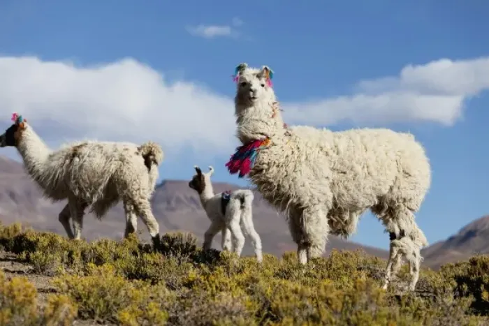 Framed Print : South America, Argentina, Province Jujuy - decorated lama herd in the Puna, the highlands Framed Print : South America, Argentina, Province Jujuy - decorated lama herd in the Puna, the highlands