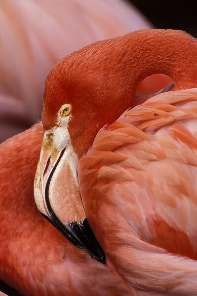 South America, Bolivia, Altiplano. Chilean Flamingo