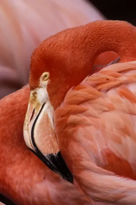 Framed Print : South America, Bolivia, Altiplano. Chilean Flamingo Framed Print : South America, Bolivia, Altiplano. Chilean Flamingo