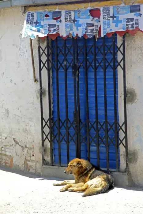 Framed Print : South America, Bolivia, La Paz. Dog of La Paz Framed Print : South America, Bolivia, La Paz. Dog of La Paz