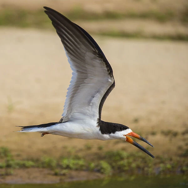 South America. Brazil. A A black skimmer (Rynchops niger) in the Pantanal, the world s