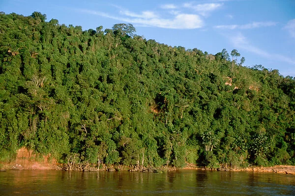 South America, Brazil, Amazon, Amazon River. Dense rainforest canopy along the banks