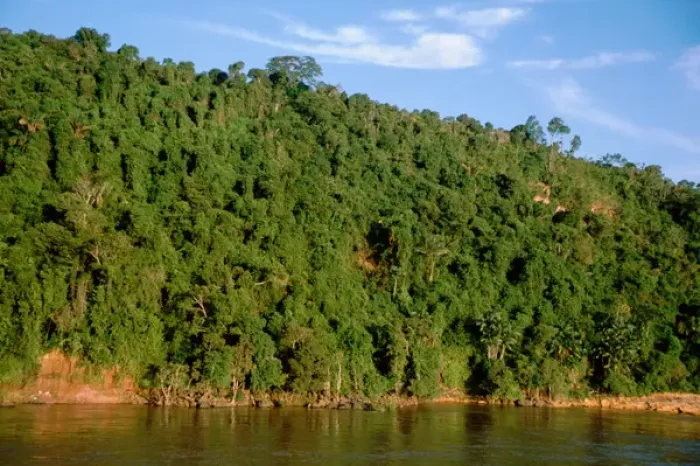 Framed Print : South America, Brazil, Amazon, Amazon River. Dense rainforest canopy along the banks