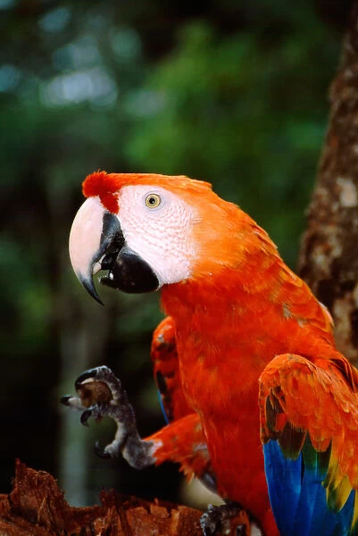 South America, Brazil, Amazon, Amazon River, Santarem. Scarlet Macaw with seed in foot