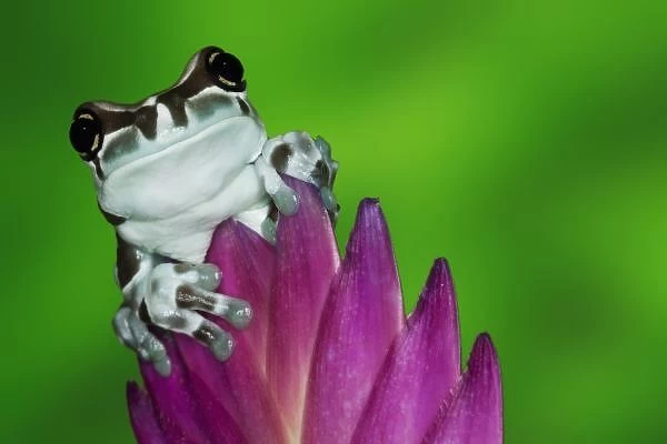 South America, Brazil, Amazon Basin. Close-up of Amazon milk frog
