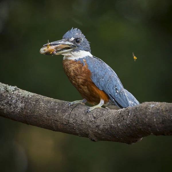 South America. Brazil. An Amazon kingfisher (Chloroceryle amazona) with a small captured