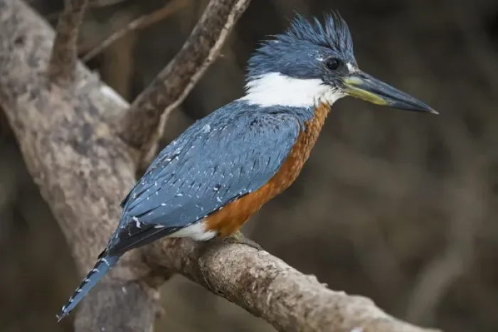 Framed Print : South America. Brazil. An Amazon kingfisher (Chloroceryle amazona) with a small captured