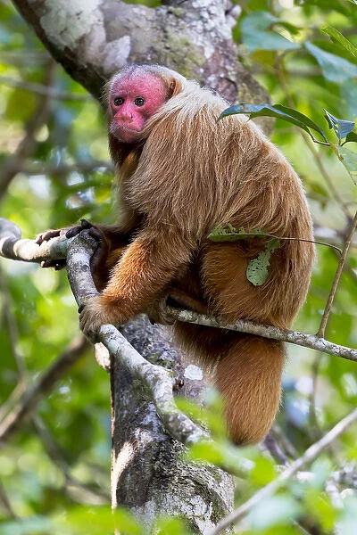 South America, Brazil, The Amazon, Manaus, Amazon EcoPark Jungle Lodge, bald uakari monkey