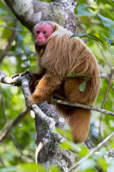 Framed Print : South America, Brazil, The Amazon, Manaus, Amazon EcoPark Jungle Lodge, bald uakari monkey Framed Print : South America, Brazil, The Amazon, Manaus, Amazon EcoPark Jungle Lodge, bald uakari monkey