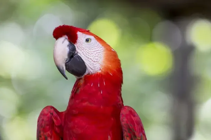 Framed Print : South America, Brazil, The Amazon, Manaus, Amazon EcoPark Jungle Lodge, scarlet macaw, Ara macao