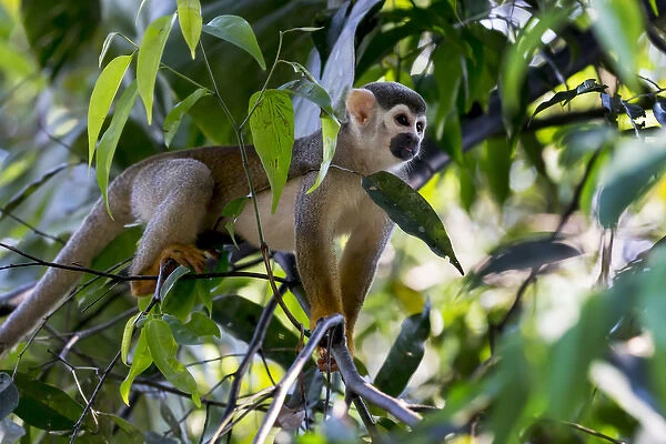 South America, Brazil, The Amazon, Manaus, Amazon EcoPark Jungle Lodge, common squirrel monkey