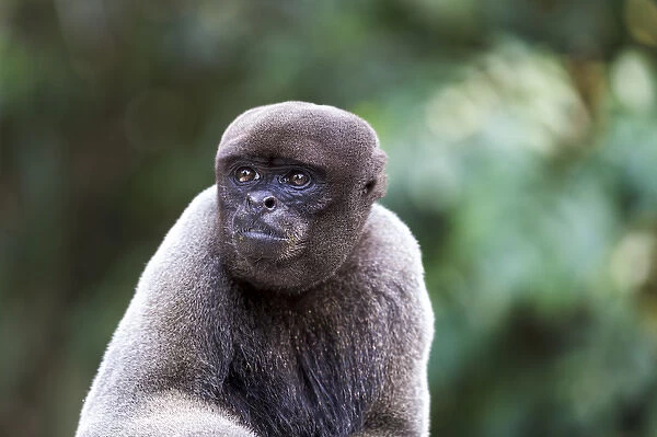 South America, Brazil, The Amazon, Manaus, Amazon EcoPark Jungle Lodge, common woolly monkey