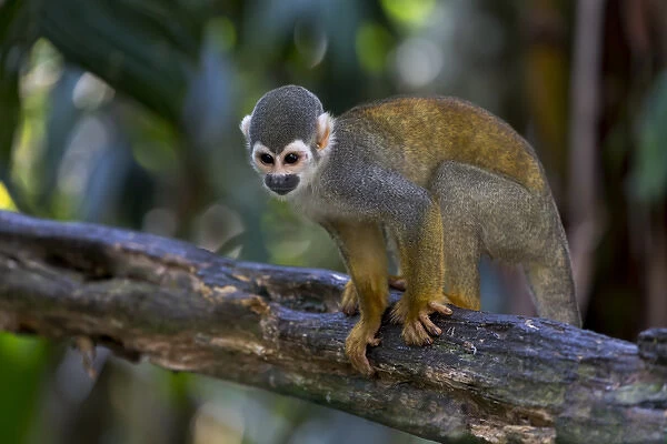 South America, Brazil, The Amazon, Manaus, Amazon EcoPark Jungle Lodge, common squirrel monkey