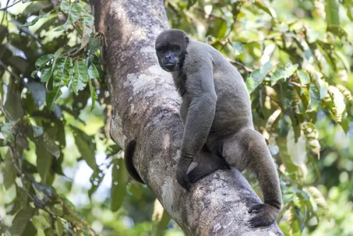 Framed Print : South America, Brazil, The Amazon, Manaus, Amazon EcoPark Jungle Lodge, common woolly monkey Framed Print : South America, Brazil, The Amazon, Manaus, Amazon EcoPark Jungle Lodge, common woolly monkey