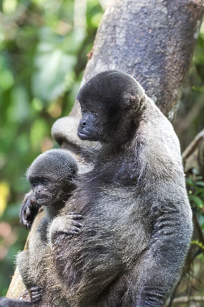 South America, Brazil, The Amazon, Manaus, common woolly monkey, Lagothrix lagothricha