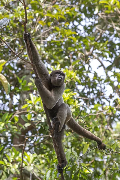 South America, Brazil, The Amazon, Manaus, Amazon EcoPark Jungle Lodge, common woolly monkey