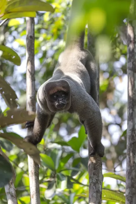 Framed Print : South America, Brazil, The Amazon, Manaus, Amazon EcoPark Jungle Lodge, common woolly monkey Framed Print : South America, Brazil, The Amazon, Manaus, Amazon EcoPark Jungle Lodge, common woolly monkey