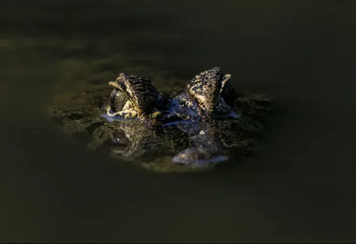 Framed Print : South America, Brazil, Amazon Rainforest, Pantanal. Spectacled Caiman Framed Print : South America, Brazil, Amazon Rainforest, Pantanal. Spectacled Caiman