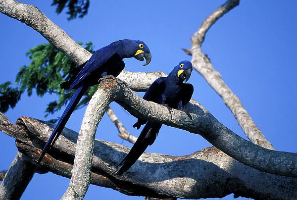 South America, Brazil, Amazon Rainforest, Pantenal. Hyacinth Macaws
