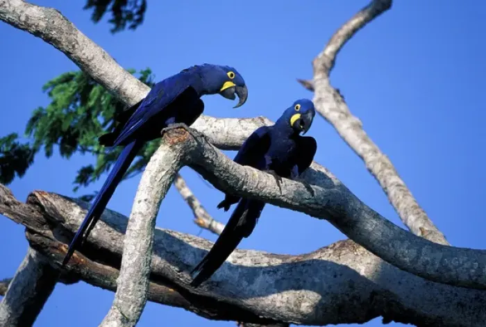Framed Print : South America, Brazil, Amazon Rainforest, Pantenal. Hyacinth Macaws Framed Print : South America, Brazil, Amazon Rainforest, Pantenal. Hyacinth Macaws
