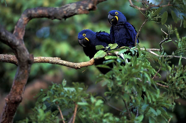 South America, Brazil, Amazon Rainforest, Pantenal. Hyacinth Macaws