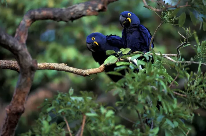 Framed Print : South America, Brazil, Amazon Rainforest, Pantenal. Hyacinth Macaws Framed Print : South America, Brazil, Amazon Rainforest, Pantenal. Hyacinth Macaws