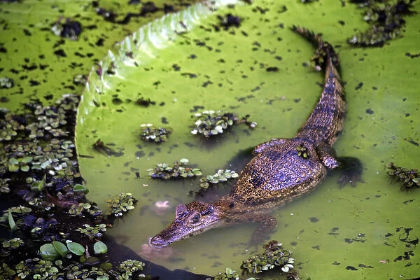 South America, Brazil, Amazon. Spectacled Caiman resting on Amazon lilypad