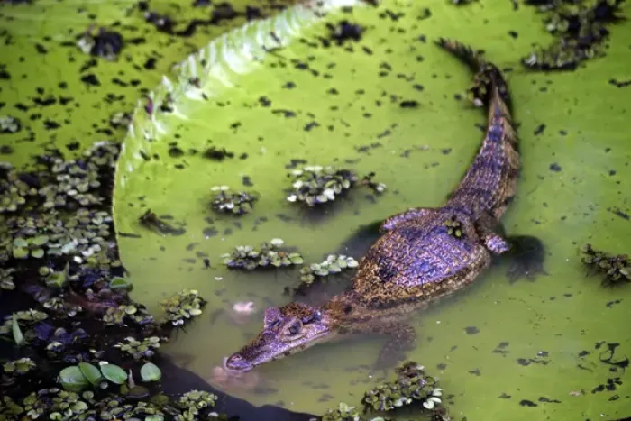 Framed Print : South America, Brazil, Amazon. Spectacled Caiman resting on Amazon lilypad Framed Print : South America, Brazil, Amazon. Spectacled Caiman resting on Amazon lilypad