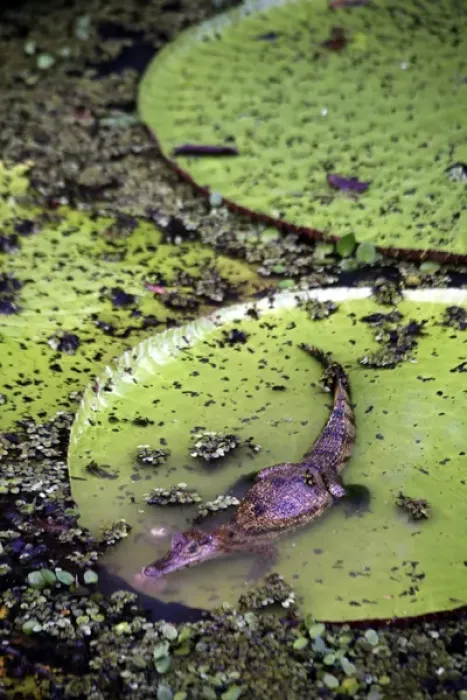 Framed Print : South America, Brazil, Amazon. Spectacled Caiman resting on Amazon lilypad Framed Print : South America, Brazil, Amazon. Spectacled Caiman resting on Amazon lilypad