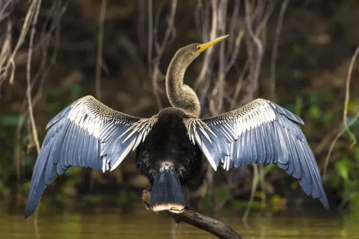 Framed Print : South America. Brazil. An anhinga (Anhinga anhinga) drying its wings in the sun
