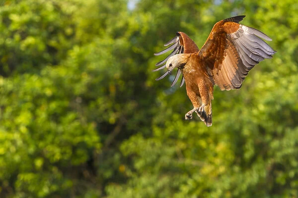 South America. Brazil. Black-collared hawk (Busarellis nigricollis) is a raptor