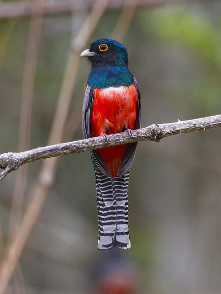 South America. Brazil. A blue-crowned trogon (Trogon curucui) commonly found in the Pantanal