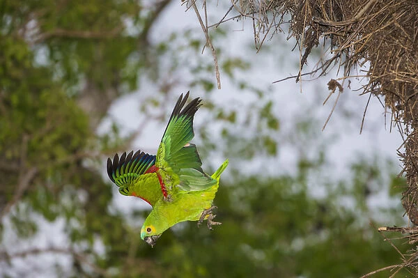 South America. Brazil. A blue-fronted parrot (Amazona aestiva) dives from the nest in the Pantanal