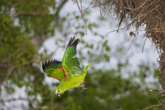 Framed Print : South America. Brazil. A blue-fronted parrot (Amazona aestiva) dives from the nest in the Pantanal Framed Print : South America. Brazil. A blue-fronted parrot (Amazona aestiva) dives from the nest in the Pantanal