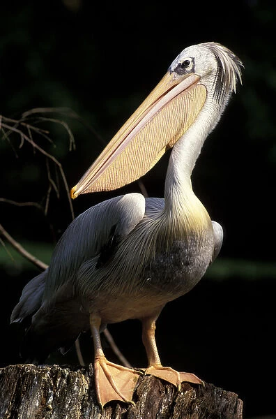 South America, Brazil. Brown Pelican (Pelecanus occidentalis)