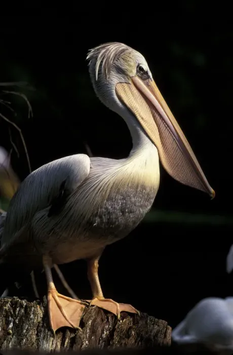 Framed Print : South America, Brazil. Brown Pelican (Pelecanus occidentalis)