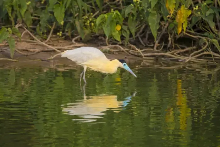 Framed Print : South America. Brazil. A capped heron (Pilherodius pileatus) wades along a lakeshore