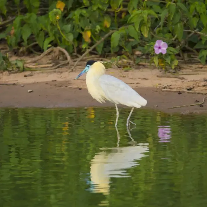 Framed Print : South America. Brazil. A capped heron (Pilherodius pileatus) wades along a lakeshore