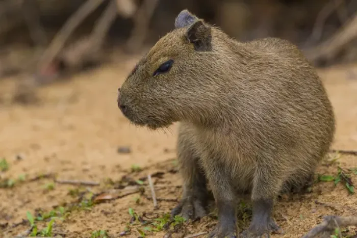 Framed Print : South America. Brazil. A capybara (Hydrochoerus hydrochaeris) is a rodent commonly Framed Print : South America. Brazil. A capybara (Hydrochoerus hydrochaeris) is a rodent commonly