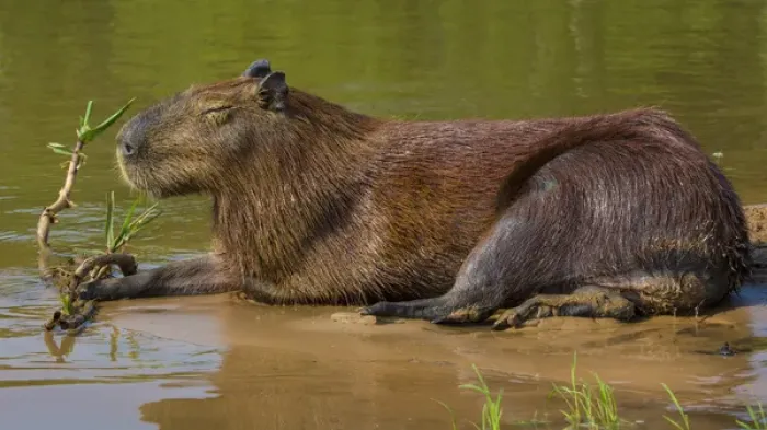 Framed Print : South America. Brazil. A capybara (Hydrochoerus hydrochaeris) is a rodent commonly
