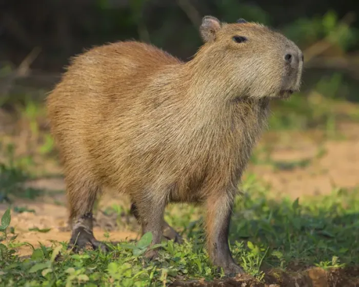 Framed Print : South America. Brazil. A capybara (Hydrochoerus hydrochaeris) is a rodent commonly