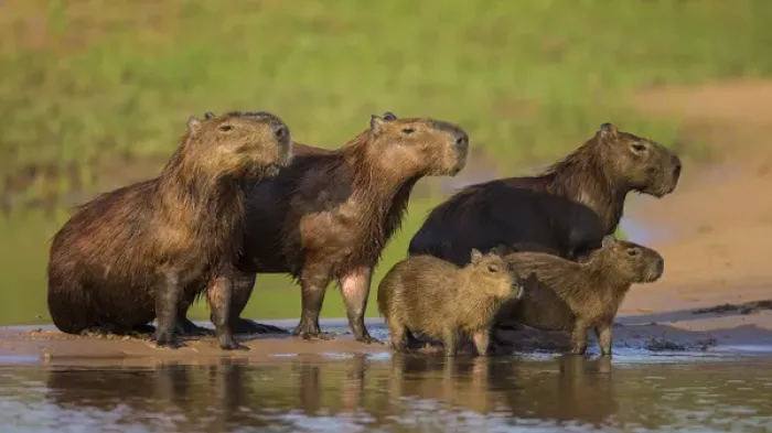 Framed Print : South America. Brazil. A capybara (Hydrochoerus hydrochaeris) is a rodent commonly Framed Print : South America. Brazil. A capybara (Hydrochoerus hydrochaeris) is a rodent commonly