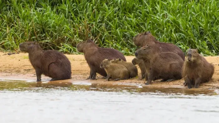 Framed Print : South America. Brazil. Capybaras (Hydrochoerus hydrochaeris) are rodents commonly Framed Print : South America. Brazil. Capybaras (Hydrochoerus hydrochaeris) are rodents commonly