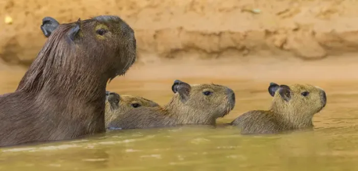 Framed Print : South America. Brazil. Capybaras (Hydrochoerus hydrochaeris) are rodents commonly