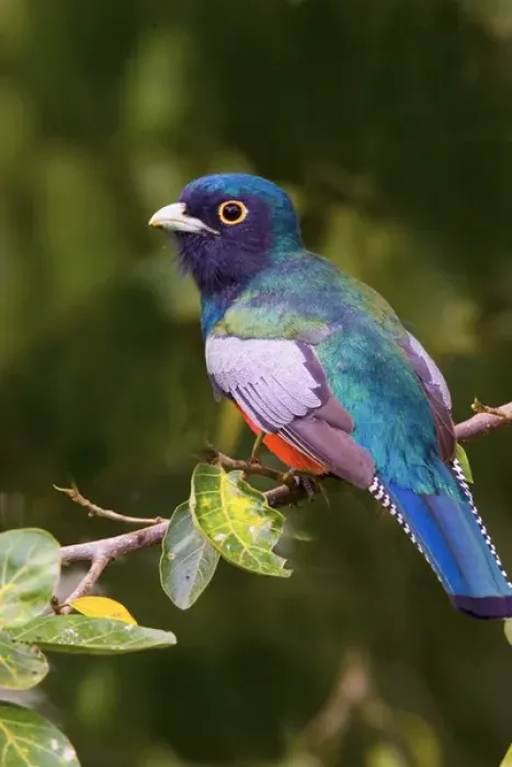 Framed Print : South America, Brazil. Close-up of the blue-crowned trogon in the Pantanal freshwater wetland Framed Print : South America, Brazil. Close-up of the blue-crowned trogon in the Pantanal freshwater wetland