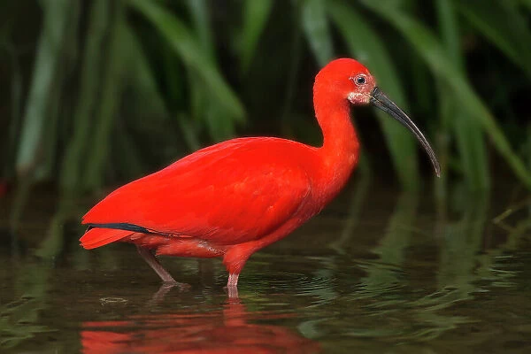 South America, Brazil. Close-up of scarlet ibis wading