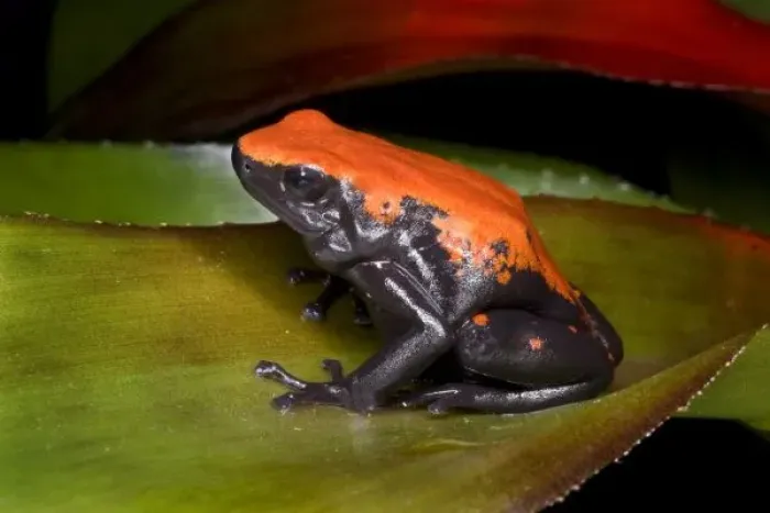 Framed Print : South America, Brazil. Close-up of a variety of poison dart frog on leaf Framed Print : South America, Brazil. Close-up of a variety of poison dart frog on leaf