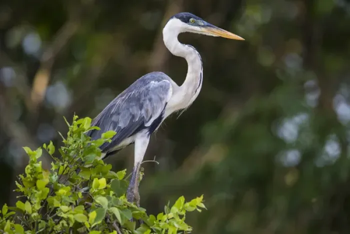 Framed Print : South America. Brazil. A cocoi heron (Ardea purpurea) in the Pantanal, the world s Framed Print : South America. Brazil. A cocoi heron (Ardea purpurea) in the Pantanal, the world s